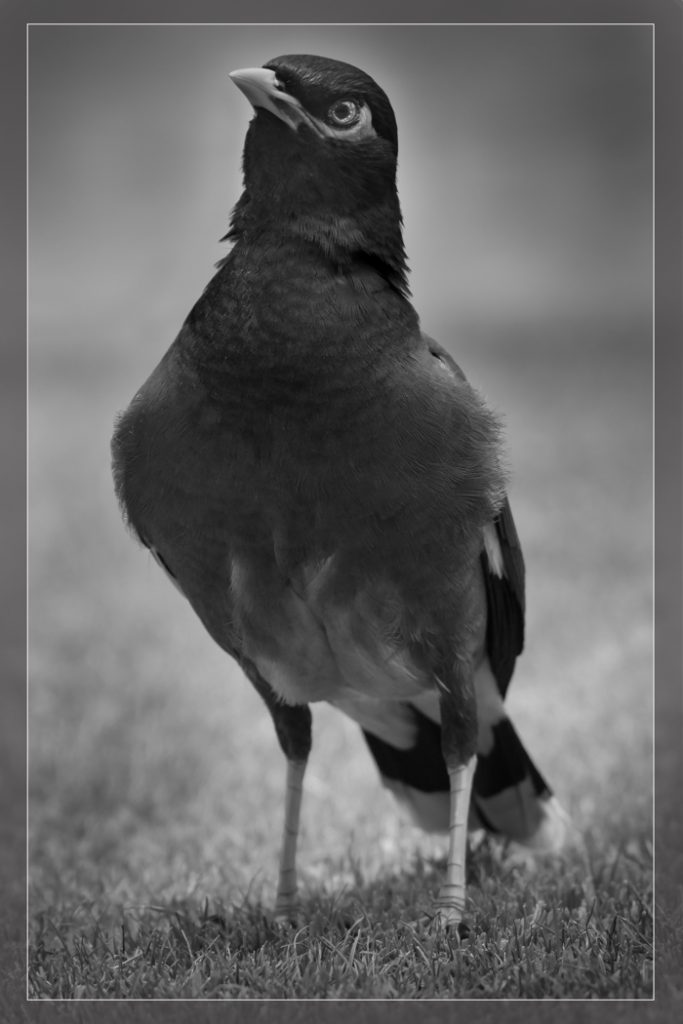 Quiet Mynah - Judy Lanier